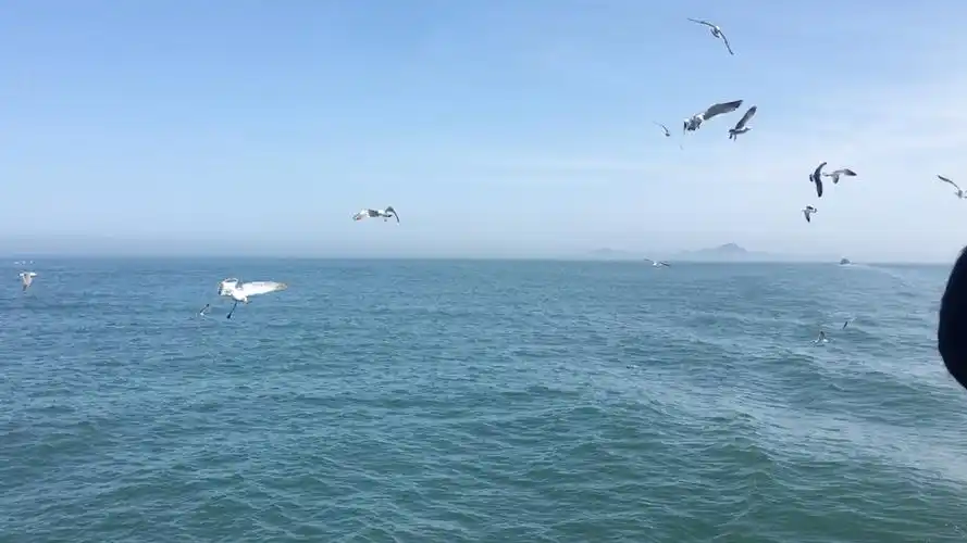 最美不过大海海鸥