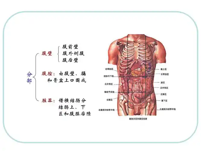 人体结构腹部ppt文档资料