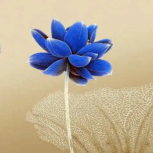 佛系图片头像禅意荷花 独一无二的佛系莲花图片微信头像_微信头像