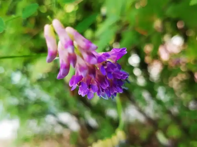 秀美艳丽 野豌豆花