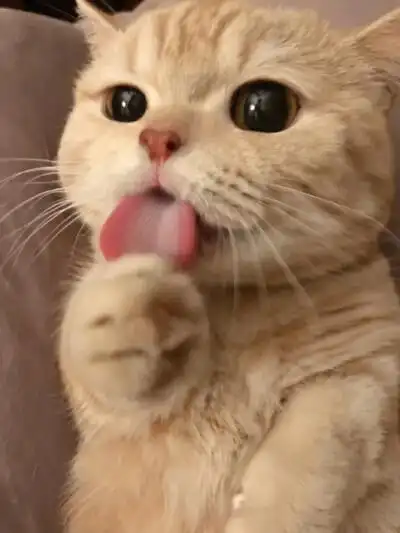 治愈动漫猫咪 - 堆糖,美图壁纸兴趣社区