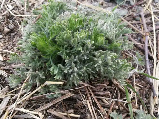 农民视野草白蒿为珍宝,"百草之王"真有这么好?