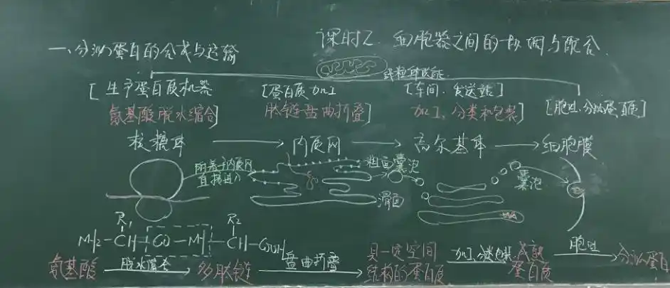 民大附中生物老师板书秀