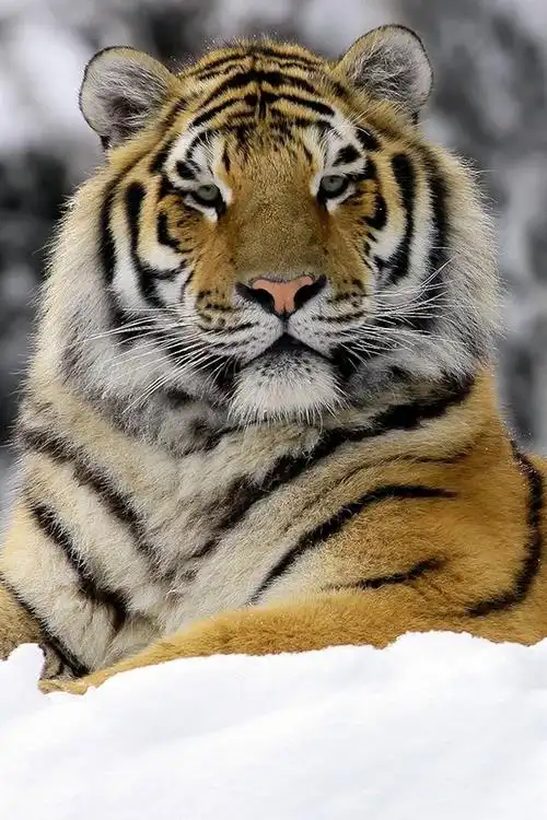 壁纸 老虎在冬季 1920x1080 full hd 2k 高清壁纸, 图片, 照片