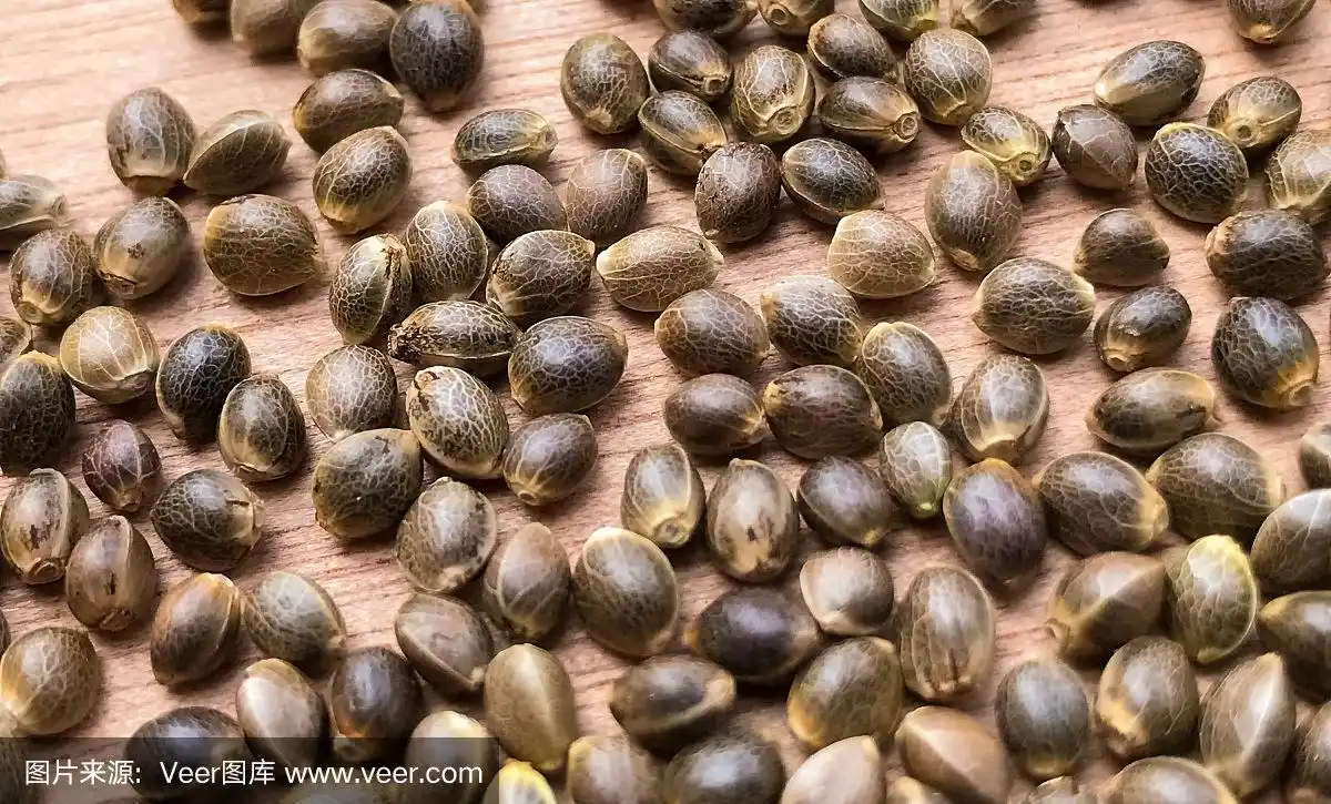 大麻大麻种子的宏观特写