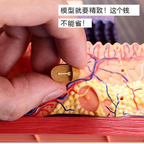 模型4dmaster人体皮肤毛囊结构拼装美容医院其他模型玩具