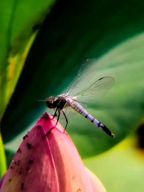 《蜻蜓世界》 摄影作者 孔令洁朵