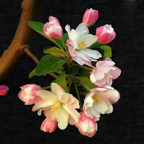 庭院阳台室内可栽物西府海棠树一花双色有香气绿化