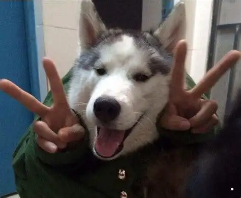 哈士奇图片搞笑表情包_抖音哈士奇狗头表情包2022已更新(今日/热点)-u