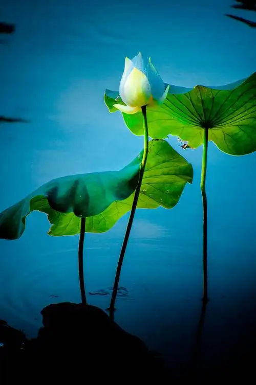 出泥不染 淡雅静美(荷花系列之一)