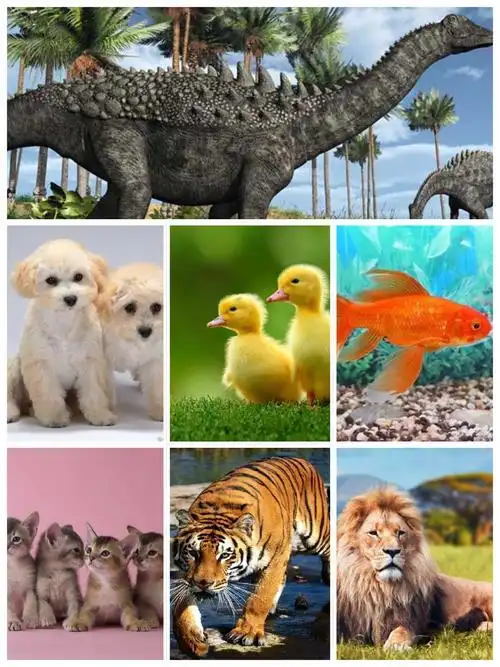 小朋友们,你们认识哪些可爱的动物宝宝?