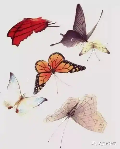 工笔没骨蝴蝶千姿百态画蝴蝶不用愁了