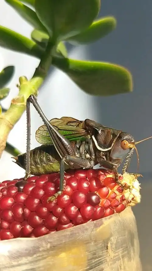 2019,立个新年flag#漂亮的冬季蝈蝈儿