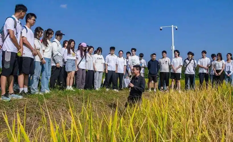 壁纸 成片种植 风景 植物 种植基地 桌面 1080_660