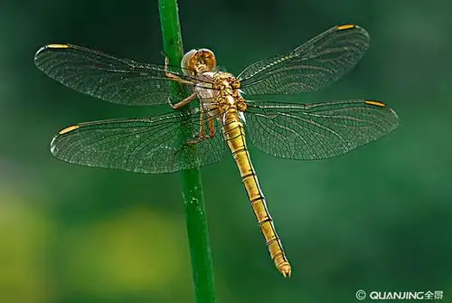 蜻蜓图片_图片大全