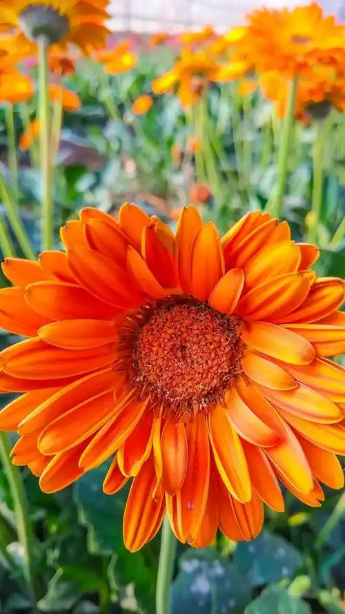 1125_2000竖版 竖屏