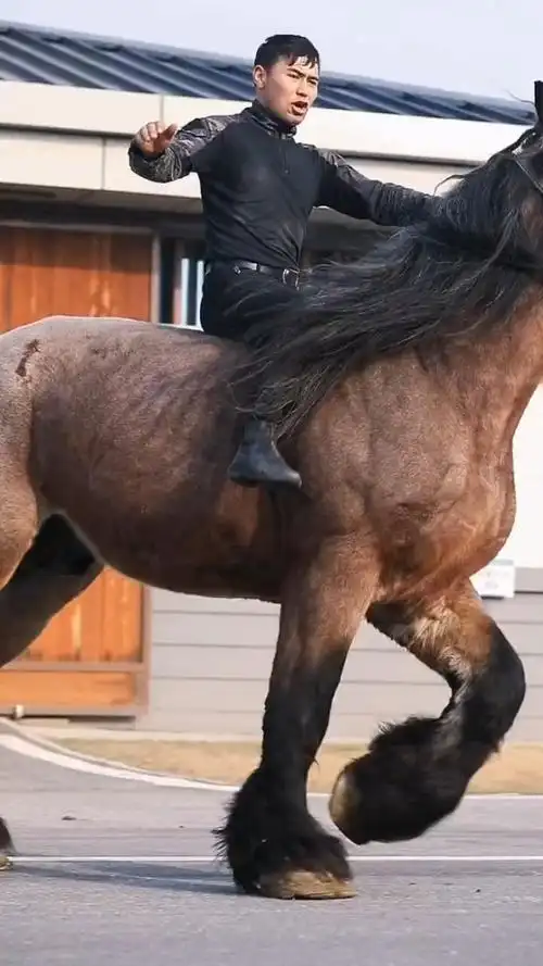 世界上最大的马,夏尔马