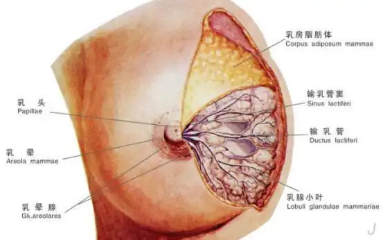 宝宝不爱吃奶不是生病,宝妈患四种疾病才真正原因