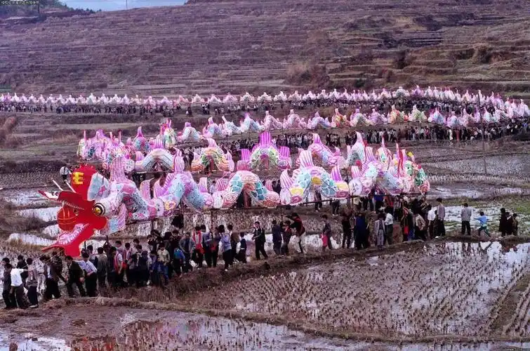 闽西连城姑田春节游大龙