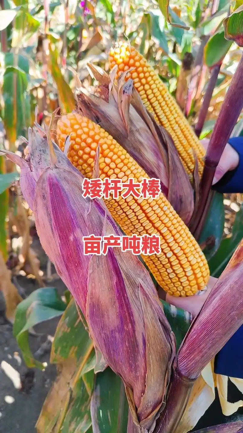 最新国审高产玉米种子 #紫根紫杆高产大棒 #矮杆大棒玉米种 - 兑趑