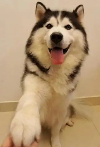 盘点全球九大最萌犬 - vivo官方社区