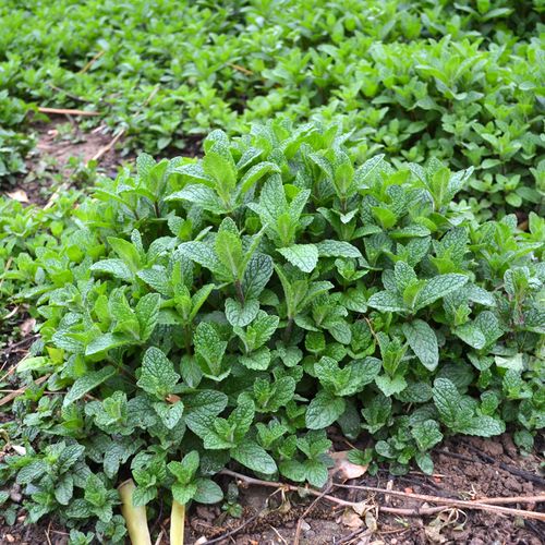贵州野生可食用薄荷盆栽苗农村红梗红骨农村留兰香荷狗肉香驱蚊草