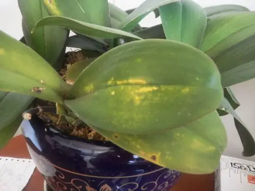 蝴蝶兰的面有黄斑怎么救治 ,过完年才买回来的 来时已开过花 室内19