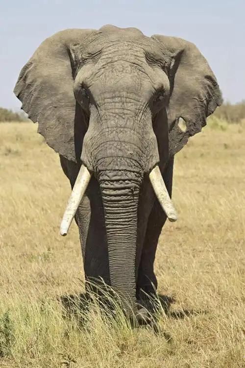 无人,站,竖图,室外,白天,正面,旅游,度假,美景,植物,哺乳动物,大象