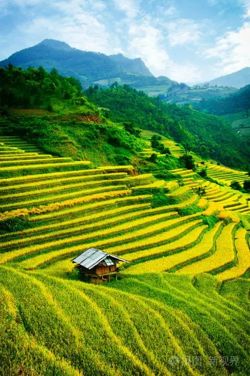 稻田上的梯田的木仓柴yenbai越南稻田准备收获在西北越南