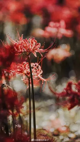 彼岸花 - 堆糖,美图壁纸兴趣社区