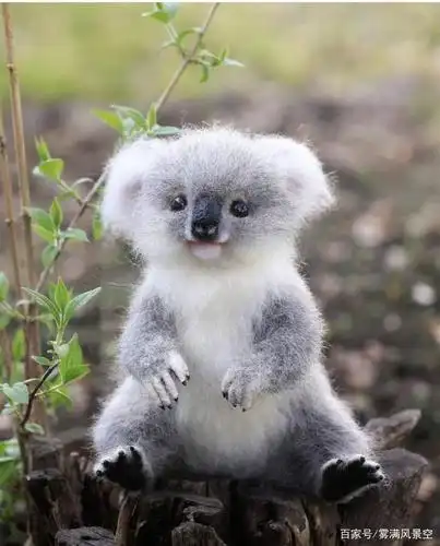 心理测试:你认为哪种小动物最可爱?测你周围有多少人在乎你