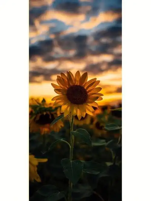 好看的风景壁纸一些护眼