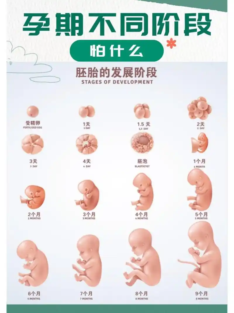 孕期怀孕后每个月胎儿成长状态及注意事项