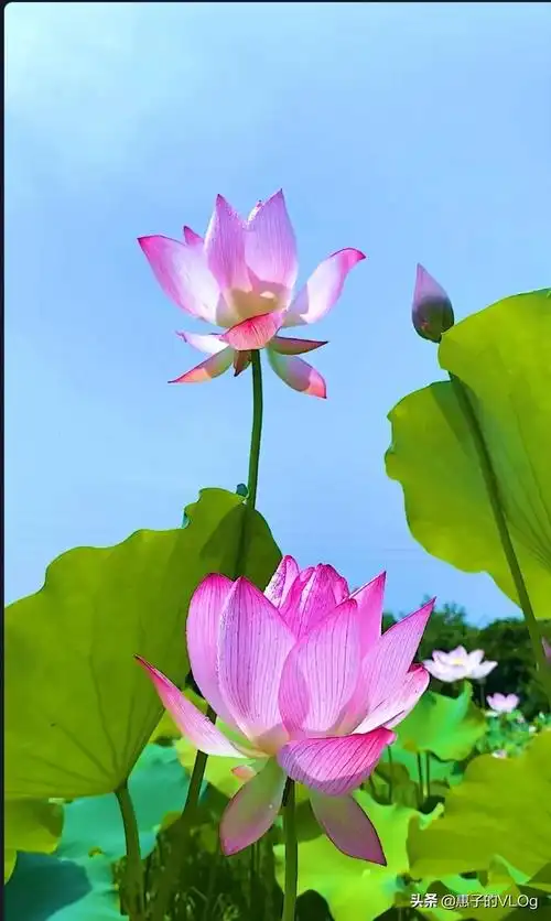 人心本无染,心静自然清