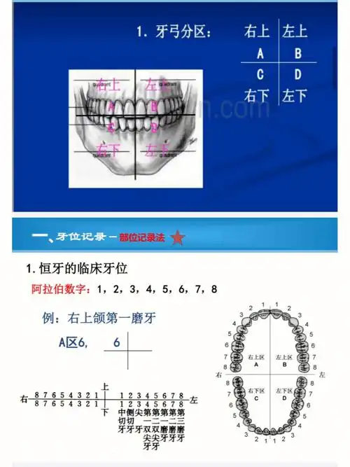 临床牙位记录法