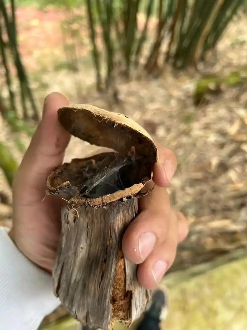 蛴螬(图1至2),是金龟甲的幼虫,俗称鸡乸虫,蛴螬一到两年1 - 抖音