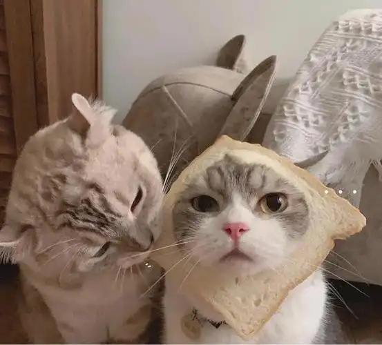 情侣头像敲可爱的猫咪情头