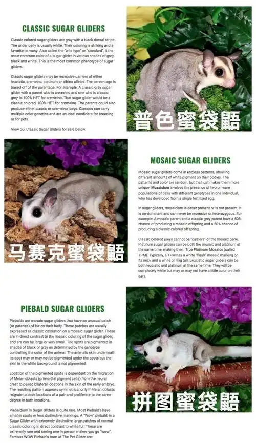 宠物圈异宠蜜袋鼯让老子再飞一会