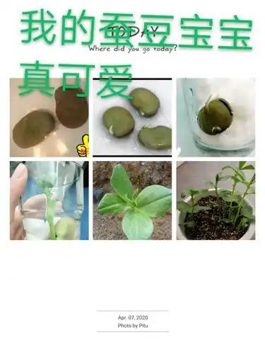 这次有意义的种植活动,不仅让我看到了蚕豆生长过程,还让我对观察植物