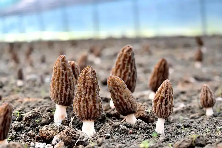 祁门县小小羊肚菌上市促增收