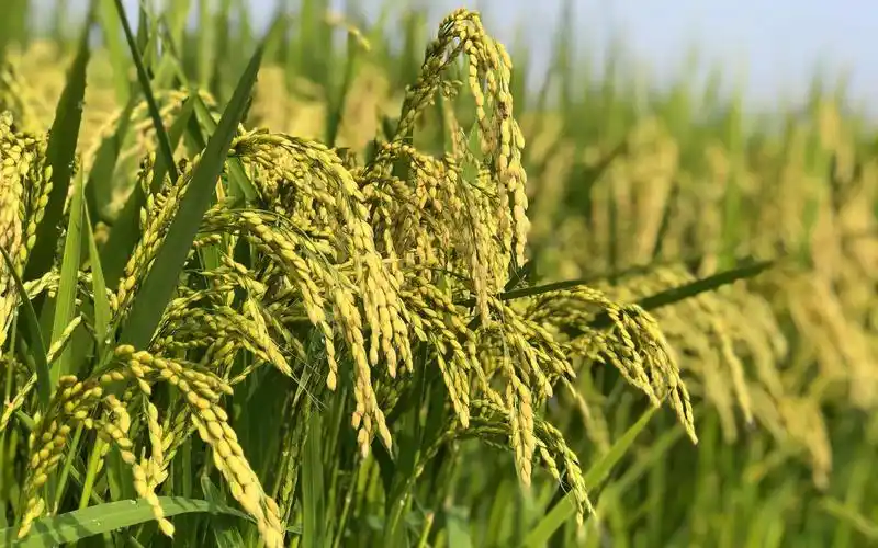 双季稻最低收购价上涨1分钱农业农村部信号意义大于增收意义