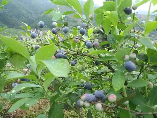 刚吃乌梅临武的黄金果浆又上市了