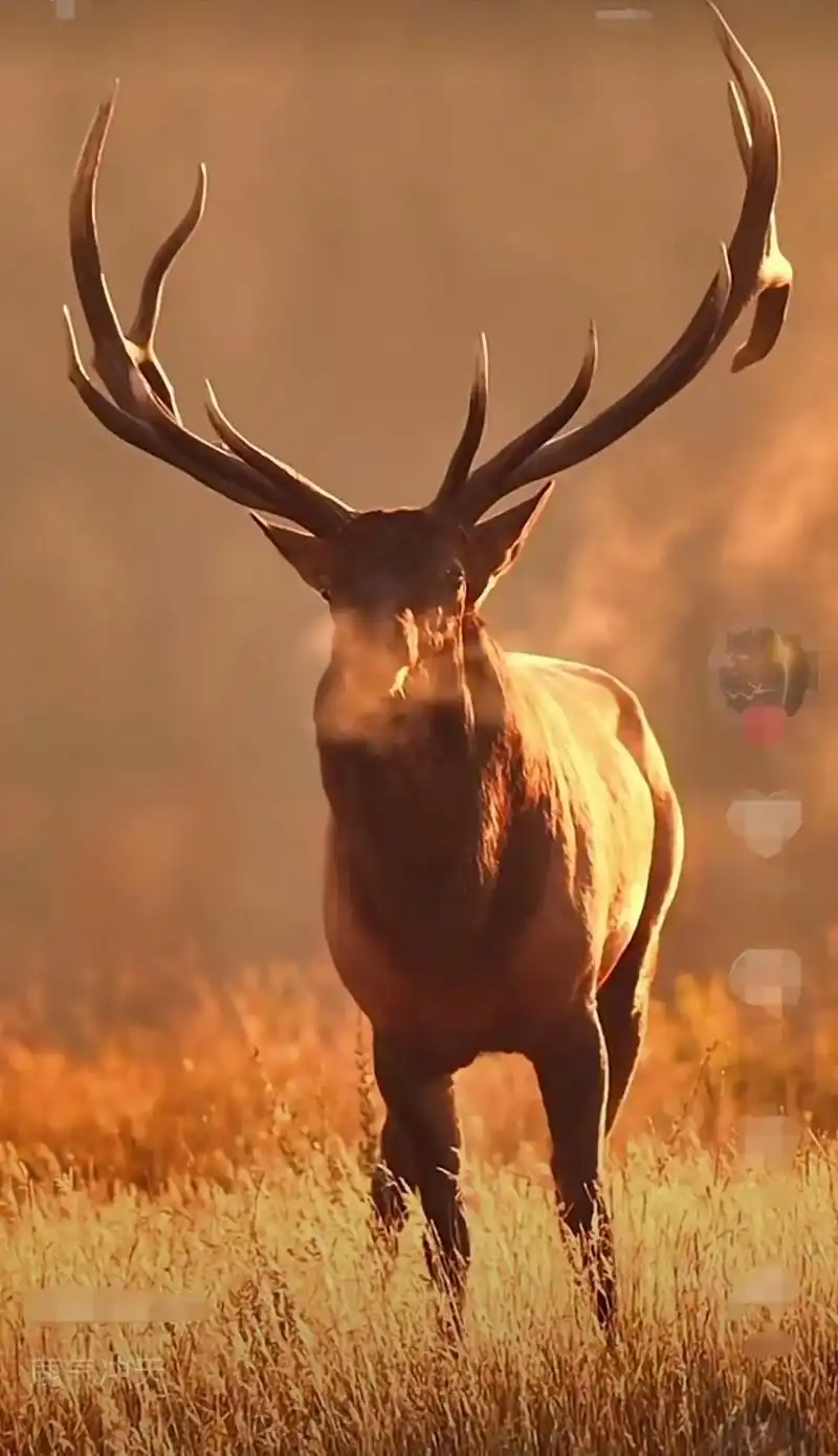 马鹿的角好漂亮长得高高低低错落有致