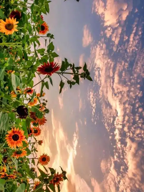 高清背景图聊天背景