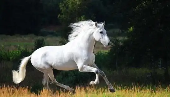 "贵族式长相"是与它相伴相生的形容词.