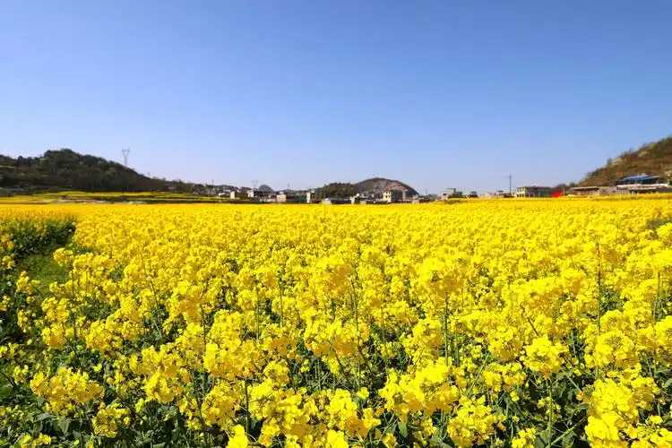 春回大地油菜花香(喜庆2020年三八节.