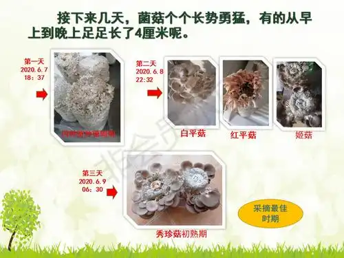 【学生成果】谭文轩小组-不同种类菌菇养殖历程