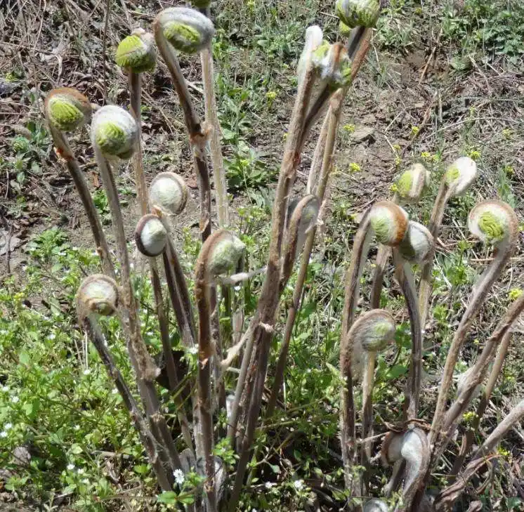 贵州特产:贵定薇菜