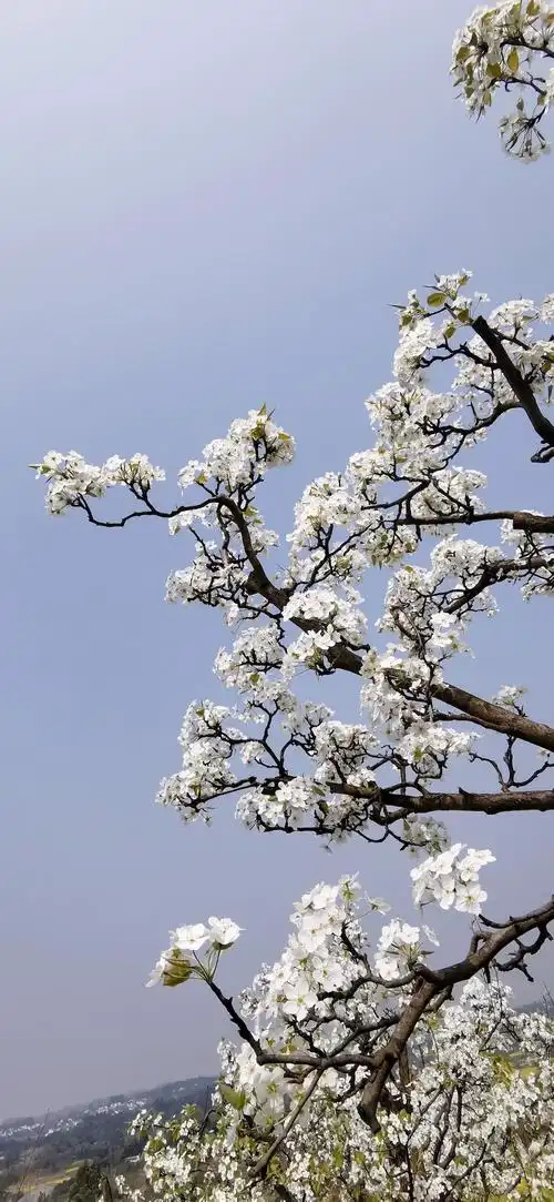 自然散步梨花这么美为什么很少出现在城市里