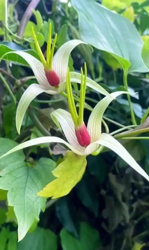 历史悠久的植物:百部